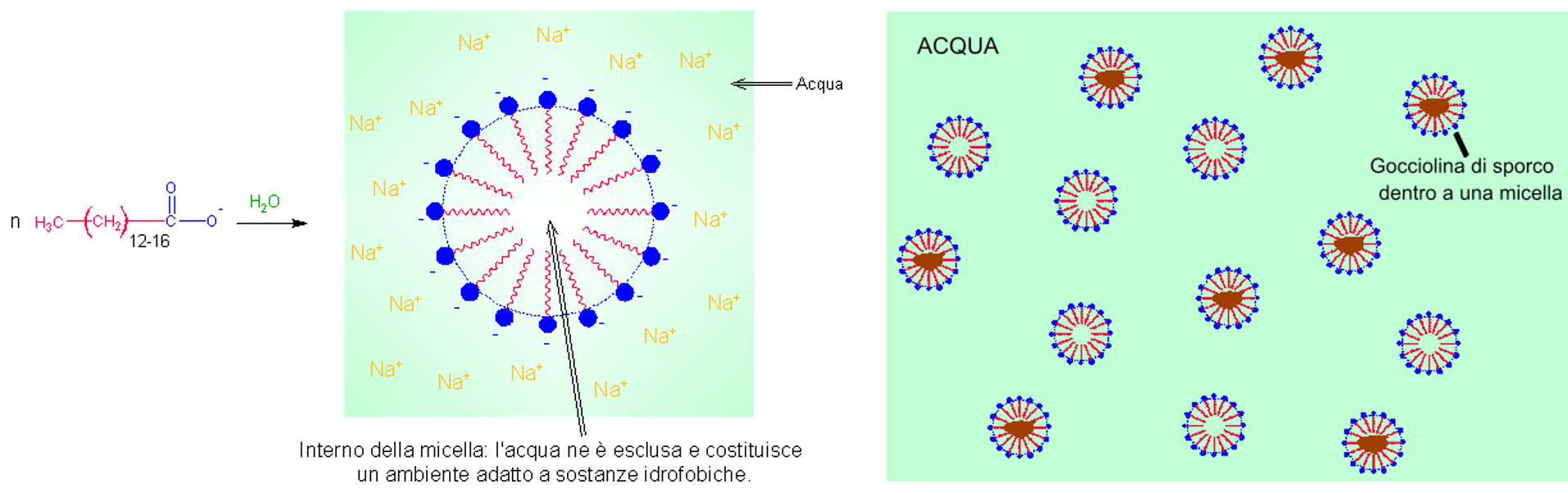 formazione e struttura delle micelle