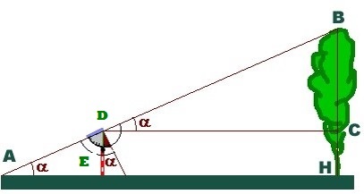 Un albero è disegnato su un prato, all'estremo destro dell'immagine. Dall'estremo sinistro si disegna lo schema che descrive il funzionamento del clinometro.