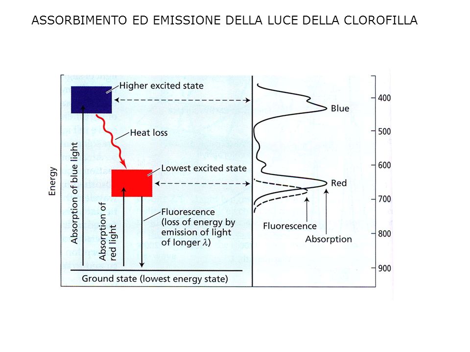 assorbimento ed emissione della luce della clorofilla